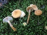 Cystoderma amianthinum image