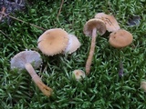 Cystoderma amianthinum image