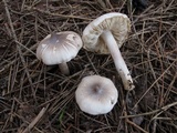 Tricholoma virgatum image
