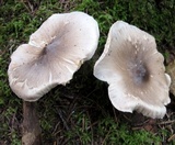 Tricholoma virgatum image