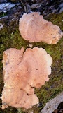 Trametopsis cervina image