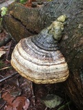 Fomes excavatus image