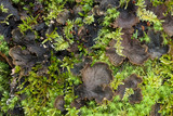 Peltigera praetextata image