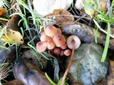 Mycena californiensis image