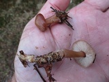 Rhodocollybia butyracea image