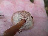 Rhodocollybia butyracea image