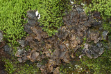 Peltigera neopolydactyla image