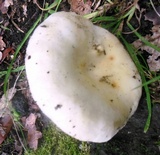 Russula violeipes image