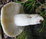 Russula violeipes image
