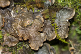 Peltigera neopolydactyla image