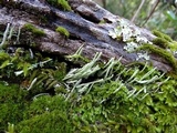 Cladonia ochrochlora image