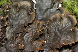 Peltigera neopolydactyla image