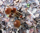 Parasola conopilea image