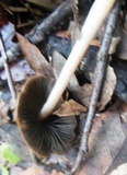 Parasola conopilea image