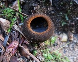 Plectania melastoma image