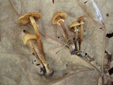 Conocybe rugosa image