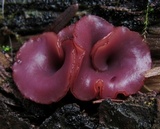 Ascocoryne sarcoides image