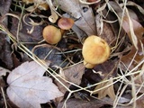 Conocybe rugosa image