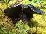 Sarcodon fuscoindicus image