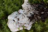 Peltigera neopolydactyla image