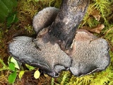 Sarcodon fuscoindicus image