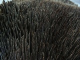 Sarcodon fuscoindicus image