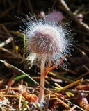 Spinellus fusiger image