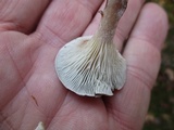 Cantharellula umbonata image