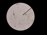 Cantharellula umbonata image