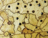 Coccomyces dentatus image