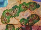 Rhytisma punctatum image