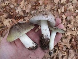 Tricholoma portentosum image