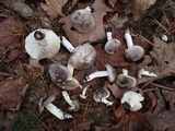 Tricholoma portentosum image