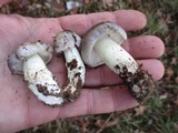 Tricholoma portentosum image