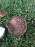 Tylopilus porphyrosporus image
