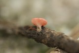 Sarcoscypha occidentalis image