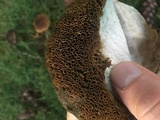 Tylopilus porphyrosporus image