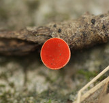 Sarcoscypha occidentalis image