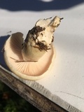 Hygrophorus flavodiscus image