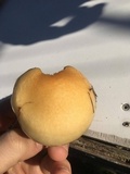 Hygrophorus flavodiscus image