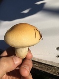 Hygrophorus flavodiscus image