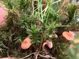 Laccaria pumila image