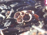 Cyathus stercoreus image