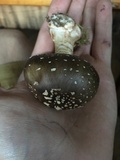 Amanita brunnescens image