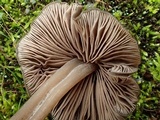 Entoloma ortonii image