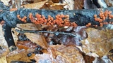 Peniophora rufa image