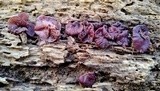 Ascocoryne sarcoides image