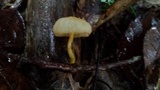Cyptotrama chrysopepla image