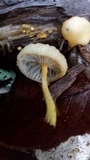 Cyptotrama chrysopepla image