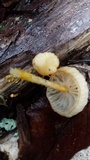 Cyptotrama chrysopepla image